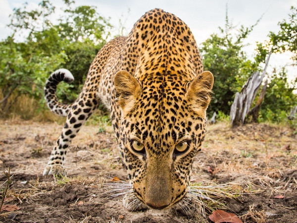Nam Phi ban hành lệnh cấm săn bắt báo trong vòng một năm ảnh 1