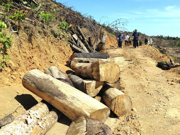 Vụ phá rừng quy mô lớn tại Bình Định: Kỷ luật một số cán bộ, kiểm lâm ảnh 1