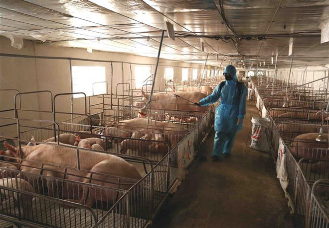 19 tỉnh, thành phố trên cả nước đang có dịch tả lợn châu Phi ảnh 2