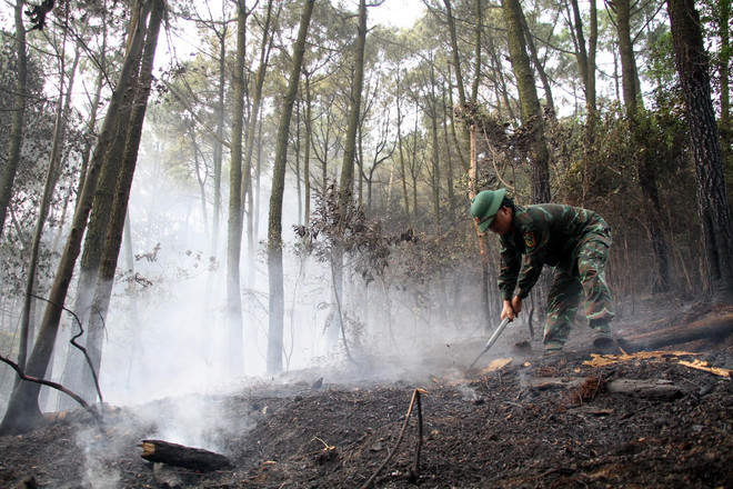 ttxvn_chay rung Nghe An.jpg