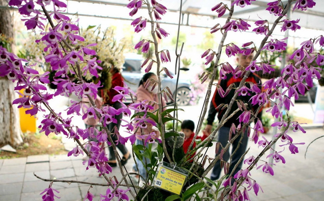 [Photo] Triển lãm hoa lan với chủ đề Hương sắc Lai Châu ảnh 4