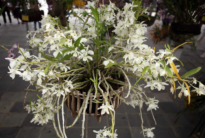 [Photo] Triển lãm hoa lan với chủ đề Hương sắc Lai Châu ảnh 2