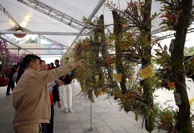[Photo] Triển lãm hoa lan với chủ đề Hương sắc Lai Châu ảnh 1