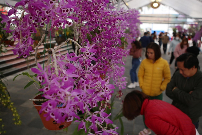 [Photo] Triển lãm hoa lan với chủ đề Hương sắc Lai Châu ảnh 3