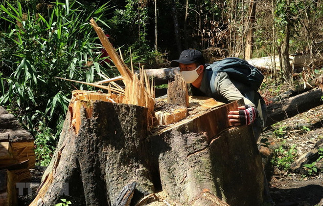 Lâm Đồng: Xử phạt 240 triệu đồng với đối tượng mua bán gỗ bạch tùng ảnh 1