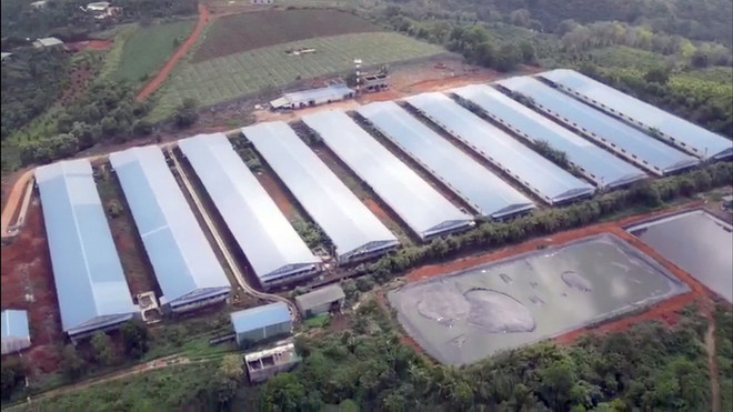 Vi phạm về môi trường, doanh nghiệp chăn nuôi bị phạt hơn 1,4 tỷ đồng ảnh 1