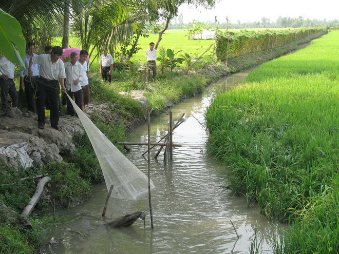 Sản lượng cá đồng tại Cà Mau giảm 1/3 so với cùng kỳ nhiều năm ảnh 1