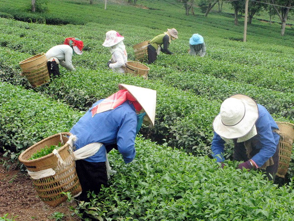 Đắk Nông dành hơn 180 tỷ đồng giúp bà con dân tộc thiểu số ảnh 1