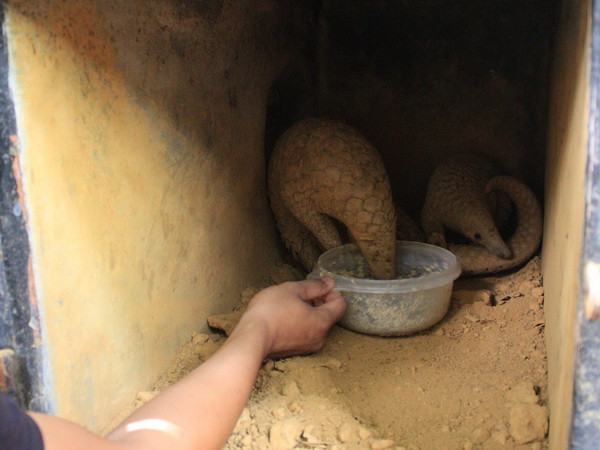 Kiểm lâm tỉnh Ninh Bình cứu hộ kịp thời 22 cá thể tê tê Java ảnh 1