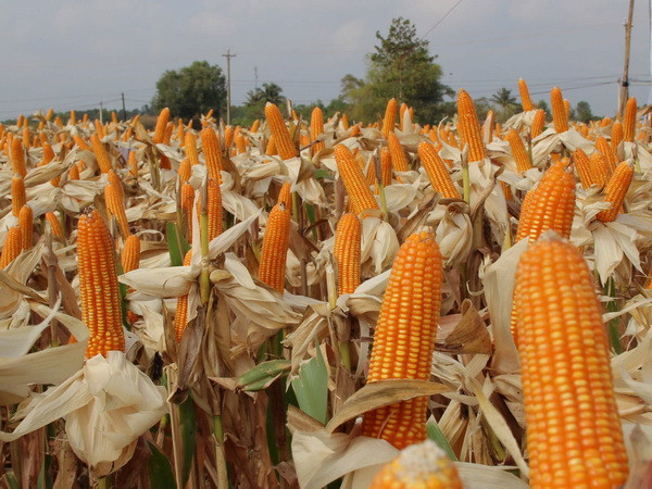 Cây trồng biến đổi gen không phải là "chìa khóa vàng" cho nông nghiệp ảnh 1