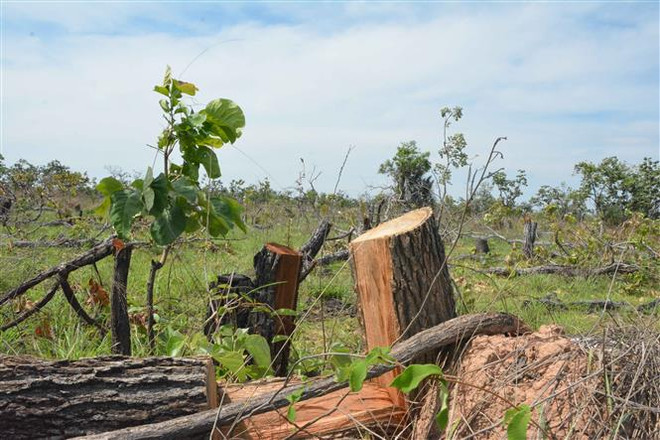 Vụ phá hơn 380ha rừng tại Đắk Lắk: Kỷ luật hai lãnh đạo xã Ya Tờ Mốt ảnh 1
