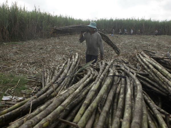 Nguyên nhân gì khiến đường tồn kho ở mức cao kỷ lục trong lịch sử? ảnh 2