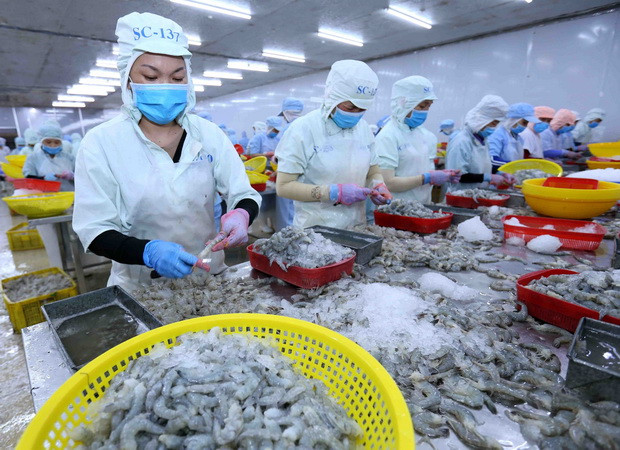 Xuất khẩu tôm. (Ảnh: Vũ Sinh/TTXVN) Nhu cầu tiêu thụ thủy sản được dự báo sẽ hồi phục mạnh mẽ ảnh 1
