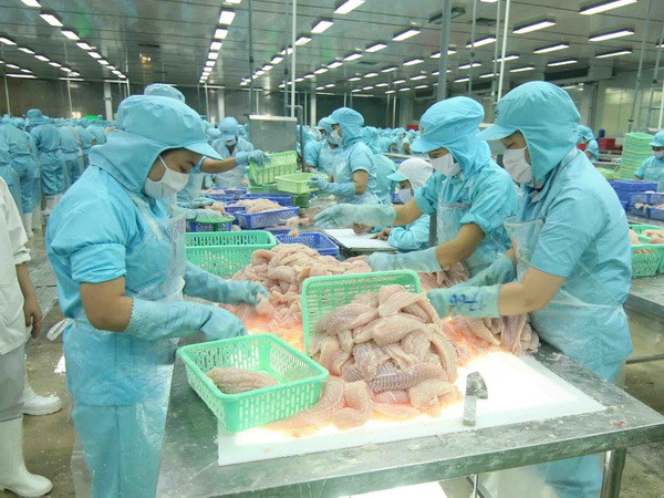 Chế biến cá tra xuất khẩu tại nhà máy của Tập đoàn Sao Mai, tỉnh Đồng Tháp. (Ảnh: Vũ Sinh/TTXVN) Nhu cầu tiêu thụ thủy sản được dự báo sẽ hồi phục mạnh mẽ ảnh 2