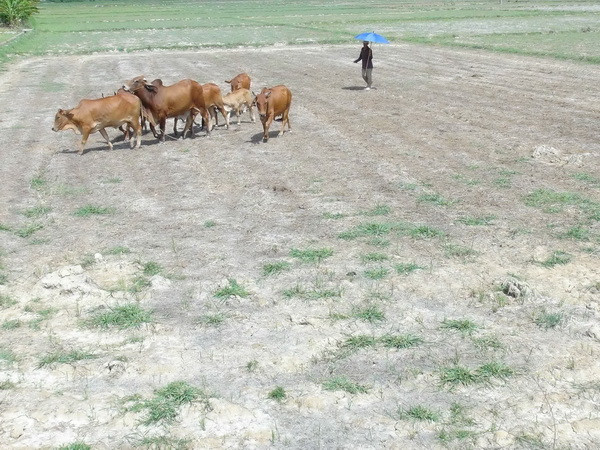 Việt Nam-Nhật Bản đối thoại chính sách về môi trường lần thứ 3 ảnh 1