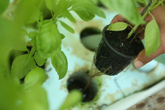 Bài 5: Chân dung người nông dân Mỹ gốc Việt bên bờ sông Mississippi ảnh 9