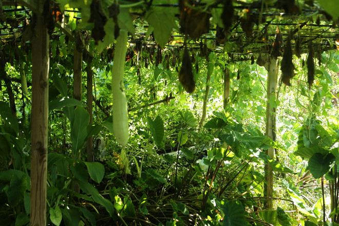 Bài 5: Chân dung người nông dân Mỹ gốc Việt bên bờ sông Mississippi ảnh 3