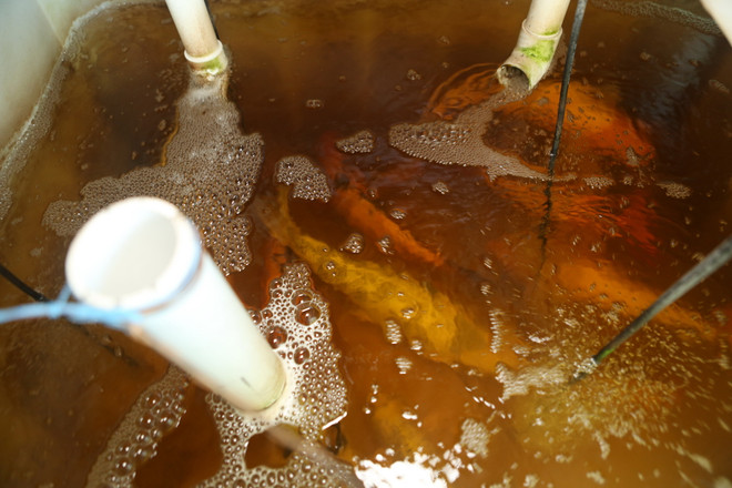 Bài 5: Chân dung người nông dân Mỹ gốc Việt bên bờ sông Mississippi ảnh 8