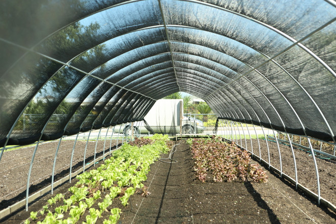 Bài 5: Chân dung người nông dân Mỹ gốc Việt bên bờ sông Mississippi ảnh 6