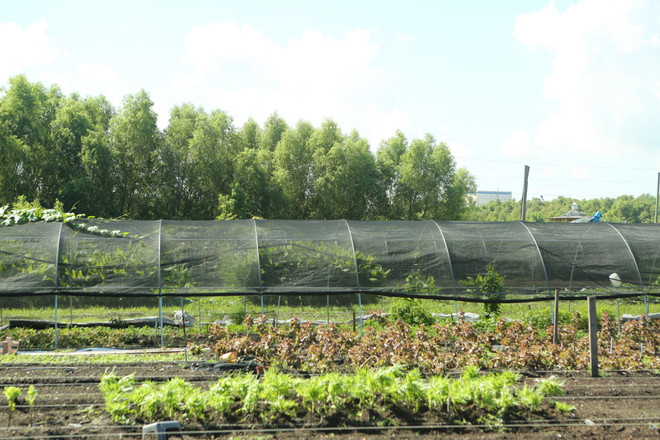 Bài 5: Chân dung người nông dân Mỹ gốc Việt bên bờ sông Mississippi ảnh 5