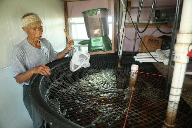 Bài 5: Chân dung người nông dân Mỹ gốc Việt bên bờ sông Mississippi ảnh 7