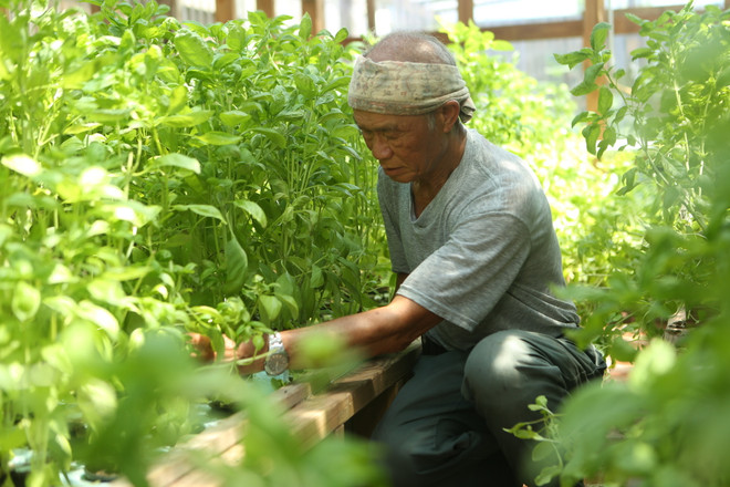 Bài 5: Chân dung người nông dân Mỹ gốc Việt bên bờ sông Mississippi ảnh 11