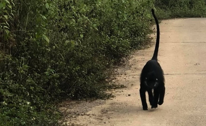 Quảng Trị: Dùng chó nghiệp vụ xua đuổi đàn vọoc dữ tợn trở lại rừng ảnh 1