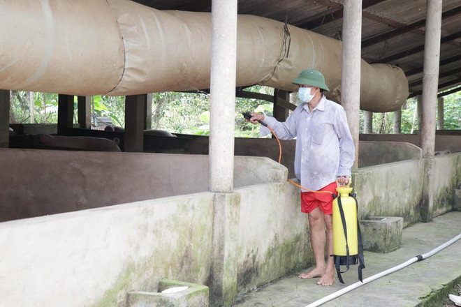 Bến Tre gặp khó trong việc xử lý lợn mắc bệnh dịch tả châu Phi ảnh 1