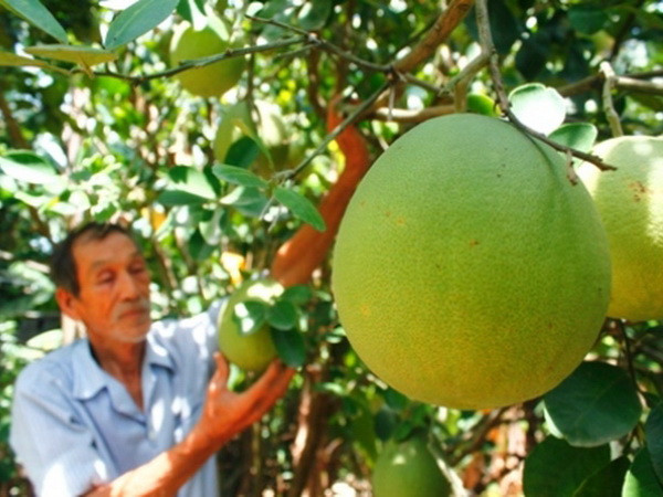 Xây chiến lược phát triển thương hiệu bưởi thanh trà Huế ảnh 1