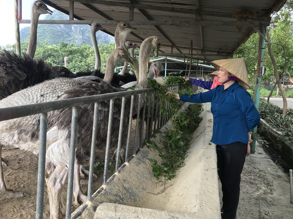 Hải Dương: Người nông dân nuôi đà điểu thu lãi tiền tỷ ảnh 1