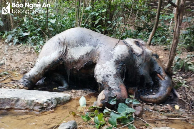Nghệ An: Phát hiện voi chết trong rừng tại huyện Thanh Chương ảnh 1