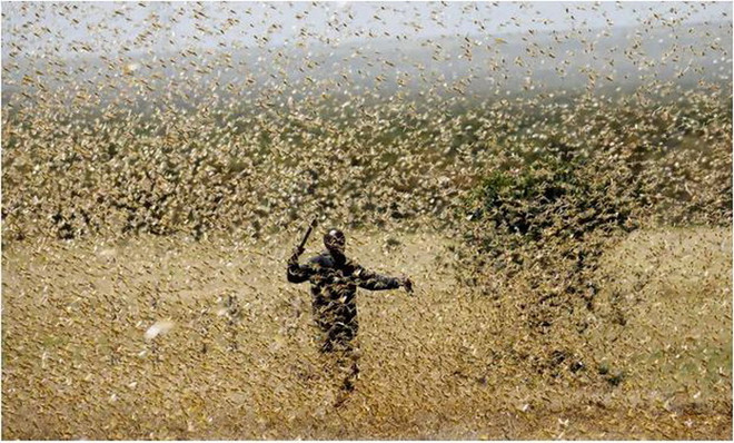 Áp dụng công nghệ để xử lý dịch châu chấu phá hoại mùa màng ảnh 1