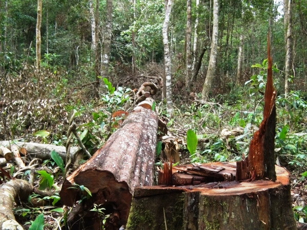 Đắk Nông vẫn còn tồn tại bốn "điểm nóng" chặt phá rừng ảnh 1