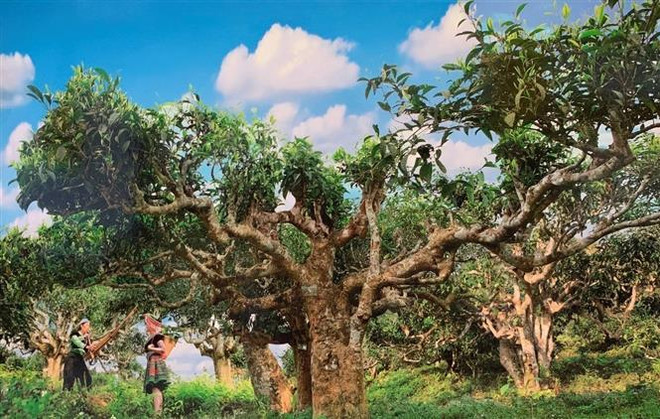 Bảo tồn và phát triển bền vững để nâng tầm giá trị chè Shan tuyết ảnh 1