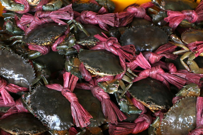 Giá cua biển thương phẩm tại tỉnh Trà Vinh tiếp tục tăng cao ảnh 1