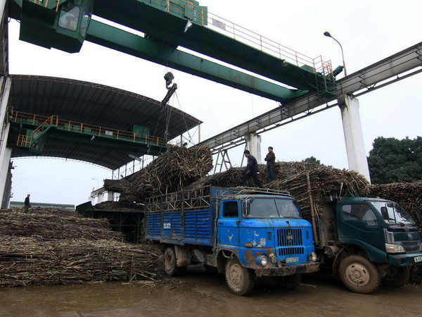 Cần nhận định đúng thực trạng của ngành mía đường hiện nay ảnh 1
