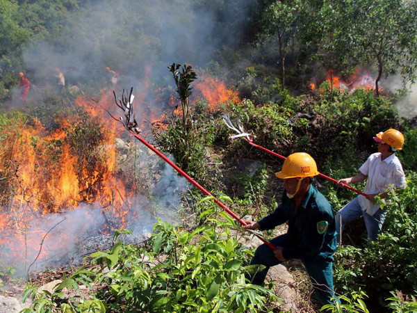 Thanh Hóa: Cơ bản khống chế cháy rừng bằng đường băng cản lửa ảnh 1