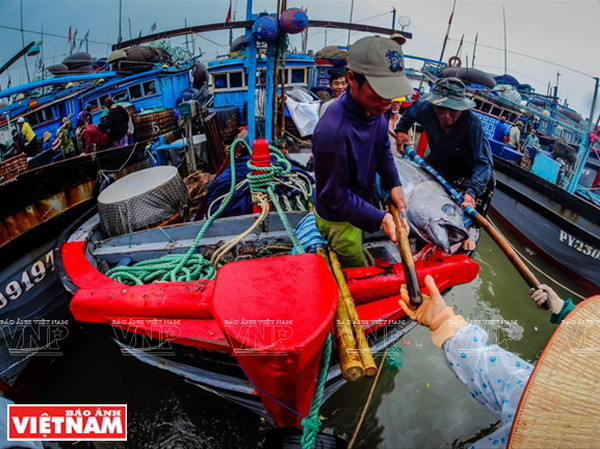 Mỗi năm Phú yên khai thác được khoảng 6.000 tấn cá ngừ đại dương. (Ảnh: Tư liệu Báo ảnh Việt Nam) Phú Yên hội tụ nhiều tiềm năng về kinh tế biển và du lịch ảnh 2