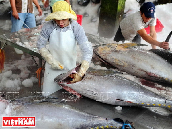 Sơ chế cá ngừ đại dương ở Phú Yên. (Ảnh: Tư liệu Báo ảnh Việt Nam) Phú Yên hội tụ nhiều tiềm năng về kinh tế biển và du lịch ảnh 3