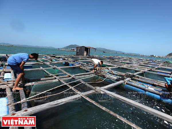 Phú Yên còn có lợi thế về nuôi trồng các loài thủy sản chất lượng cao như tôm hùm, tôm thẻ chân trắng, ốc hương, cá mú, cá chẽm... với sản lượng hơn 10.000 tấn/năm. (Ảnh: Thông Hải) Phú Yên hội tụ nhiều tiềm năng về kinh tế biển và du lịch ảnh 5