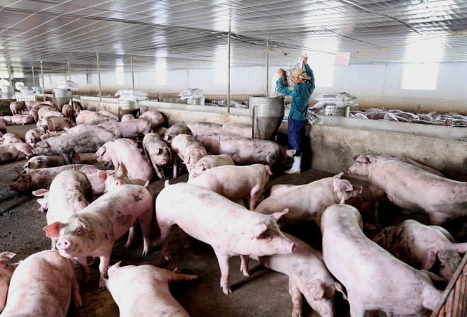 Bộ trưởng Nông nghiệp: Sớm đưa giá thịt lợn xuống mức hợp lý ảnh 1
