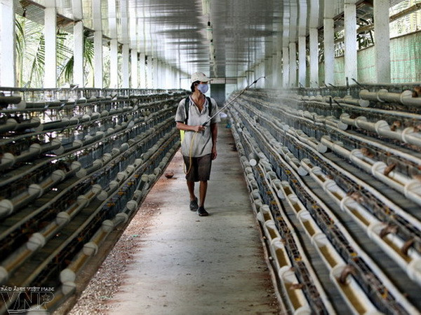 Tiền Giang xuất hơn 12 triệu trứng chim cút sang Nhật Bản ảnh 1