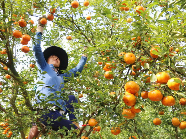 Điều chỉnh quy hoạch để phát huy lợi thế đặc thù vùng ĐBSCL ảnh 1