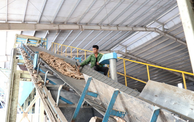 Công nhân sản xuất tại nhà máy tinh bột sắn. (Ảnh: Hoài Nam/TTXVN) Khó tìm đầu ra, các nhà máy sản xuất tinh bột sắn hoạt động cầm chừng ảnh 1
