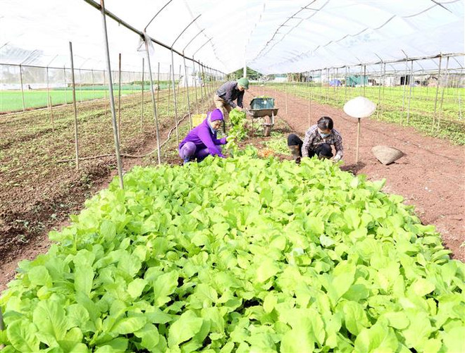 Làm gì để 'tam nông' của Hà Nội phát triển xứng với tiềm năng? ảnh 2