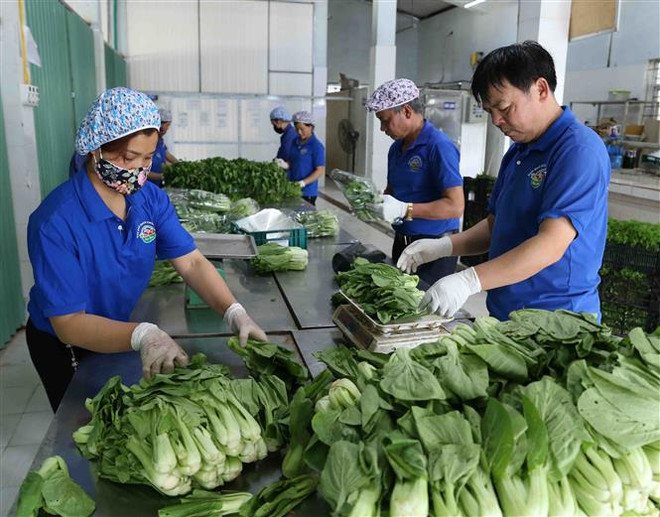 Làm gì để 'tam nông' của Hà Nội phát triển xứng với tiềm năng? ảnh 3