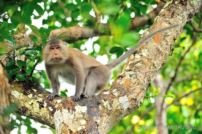 Bà Rịa-Vũng Tàu: Vườn Quốc gia Côn Đảo trở thành Vườn Di sản ASEAN ảnh 2