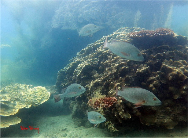 Bà Rịa-Vũng Tàu: Vườn Quốc gia Côn Đảo trở thành Vườn Di sản ASEAN ảnh 1