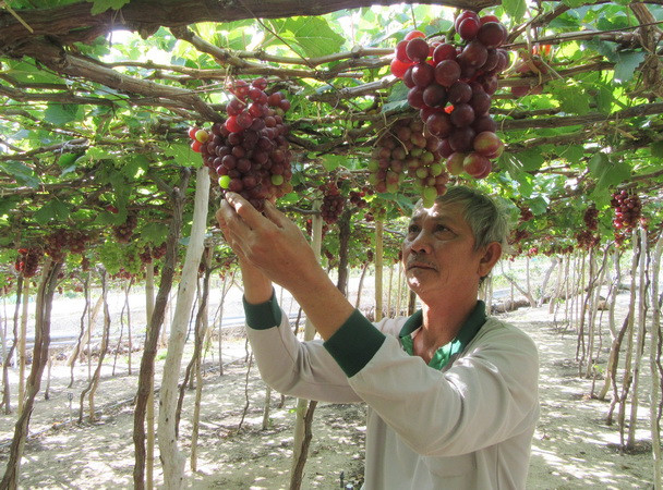 Thu hoạch nho chín tại Ninh Thuận. (Ảnh: Nguyễn Thành/TTXVN) Ninh Thuận: Làm du lịch từ niềm tự hào về nông sản địa phương ảnh 2