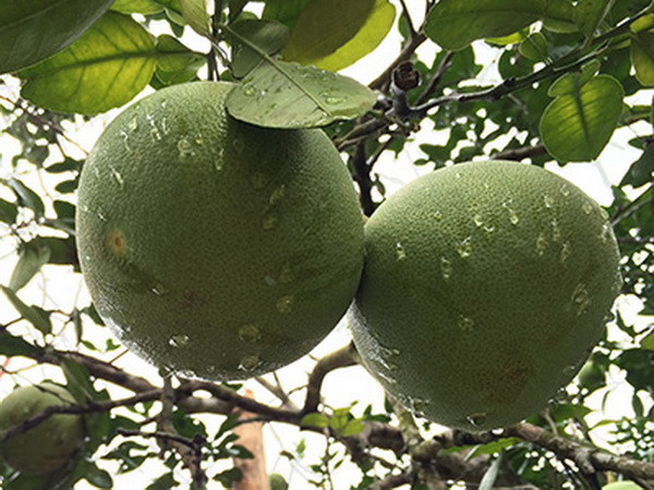 Bưởi Đoan Hùng giành "Thương hiệu vàng nông nghiệp năm 2015” ảnh 1